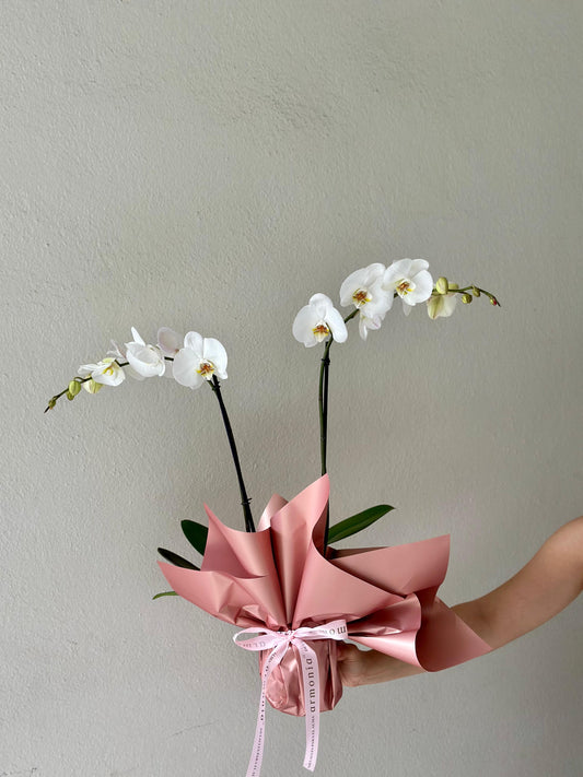 Orquídea con envoltura