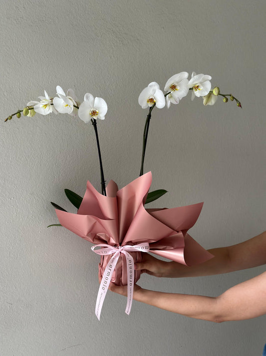 Orquídea con envoltura