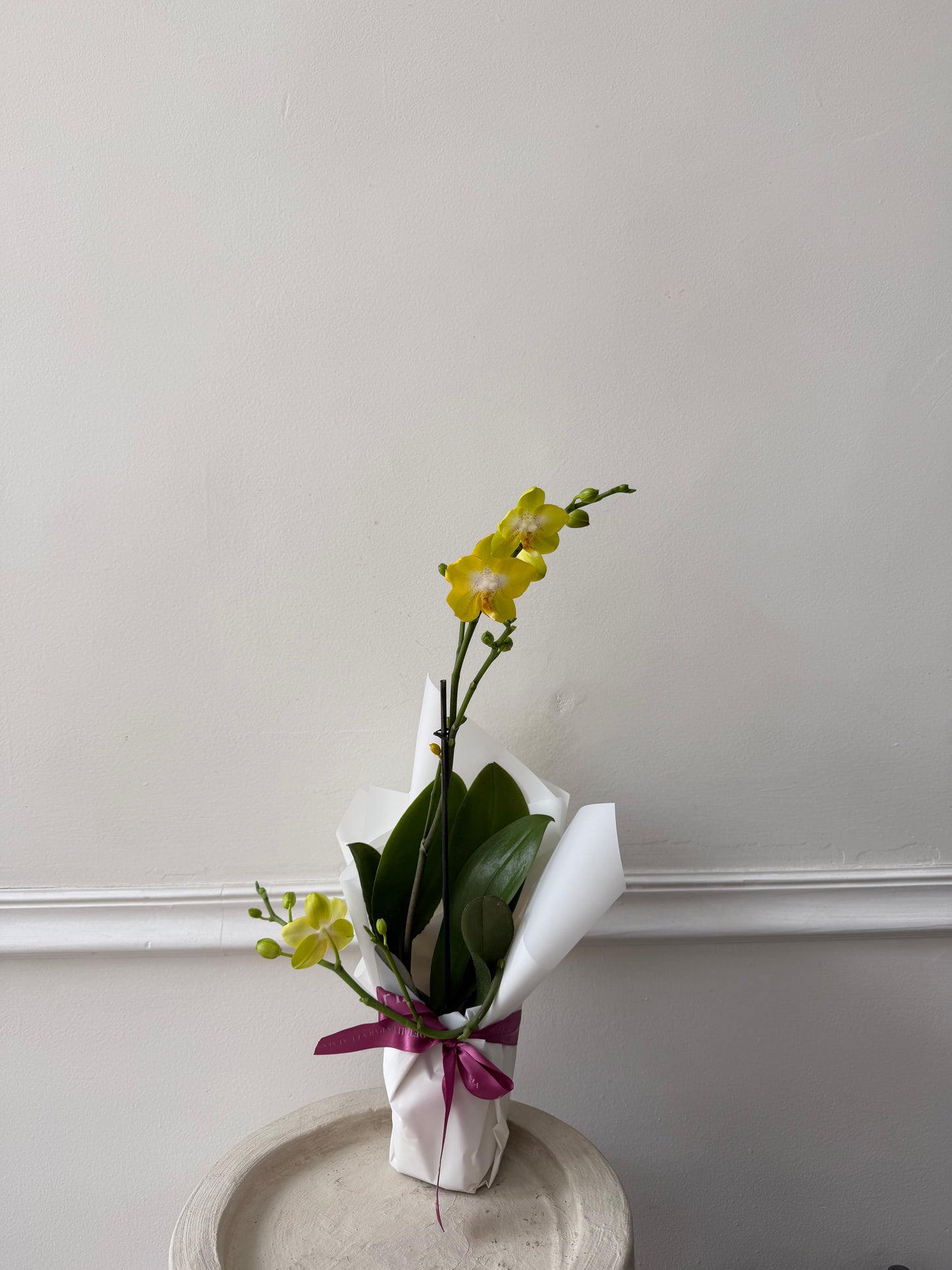 Mini orquídeas
