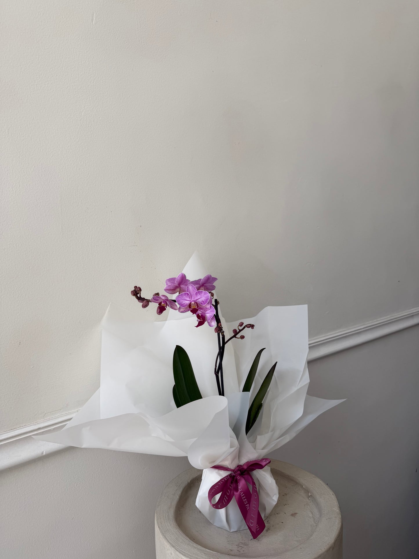 Mini orquídeas