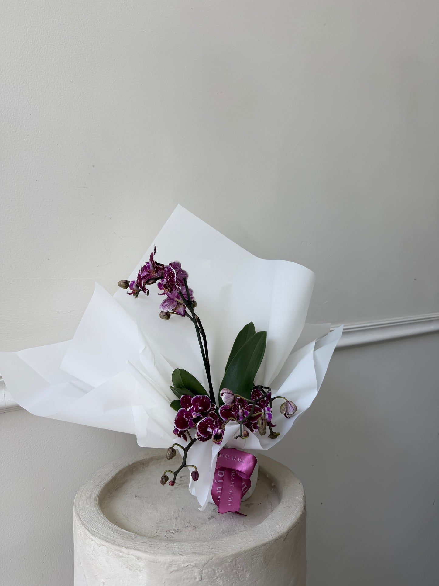 Mini orquídeas